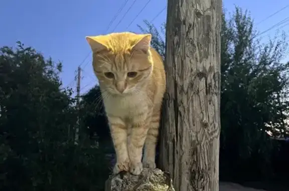 Пропала кошка, Вокзальная ул., Пугачёв