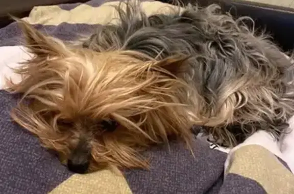 Пропала собака, ул. Лизы Чайкиной 7, Сев.