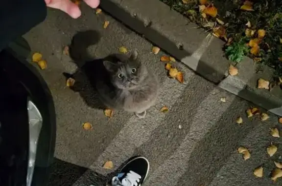 Найдена кошка, Ростов-на-Дону, фото: Кошка найдена: пр. Королёва, 17 к3, РнД