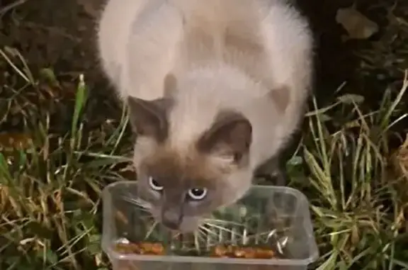 Найдена кошка, Рязань, фото: Кошка на Зубковой, 30, Рязань