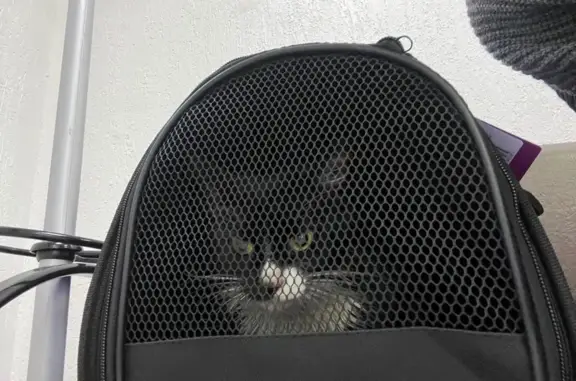 Кошка ищет дом, ул. Раменки, 25 к2