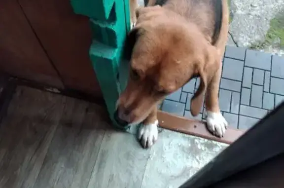 Найдена собака, Брянская область, фото: Собака найдена в Брянской области