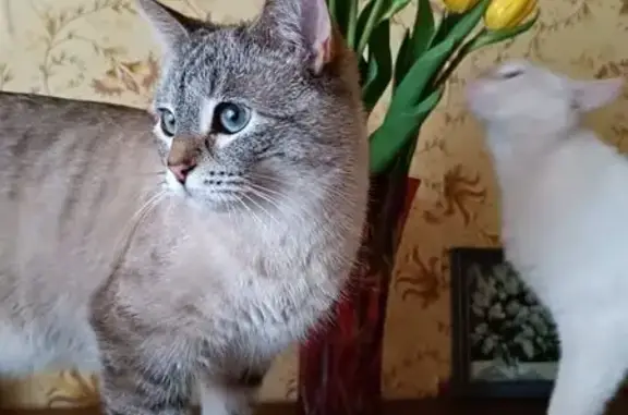 Кошки потеряшки, Пенза, фото: Потеряшка кошка, ул. Чкалова, 13, Пенза