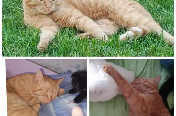 Кошки потеряшки, Винзили, фото: Потеряшка кошка, ул. Гагарина 3, Винзили