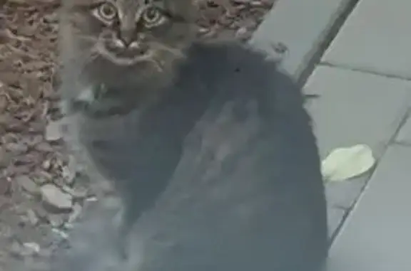 Кошка найдена: 4-й Парковый проезд, 7, Ярославль