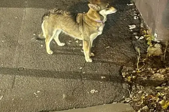 Собака найдена: Студёновская 3, Липецк