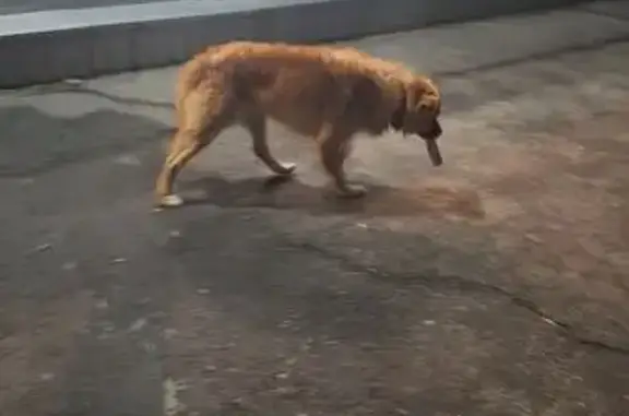 Собака найдена: ул. Айзмана, 45, Чебоксары