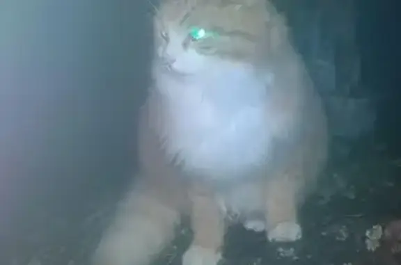 Найдена кошка, Выборг, фото: Кошка найдена на пр. Победы, 56Е, Выборг