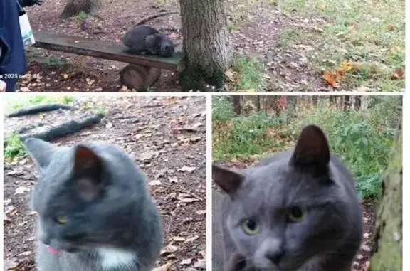 Найдена кошка, Королёв, фото: Кошка найдена: Ярославский проезд, Королёв