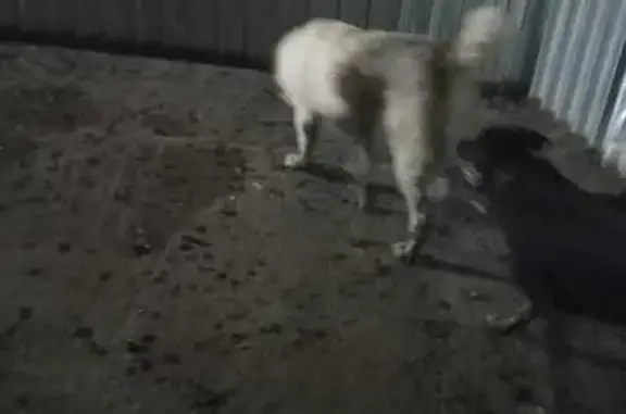 Найдена собака, , фото: Алабай найдена: Рогачёвское шоссе, 53