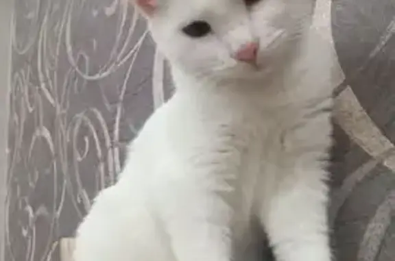 Пропала белая кошка, Попова 113А, Смоленск