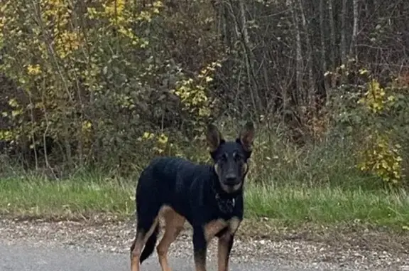 Найдена собака, , фото: Собака найдена: Гоголя 9, Ставропольская