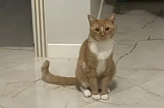 Пропала рыжая кошка, Химки, МО