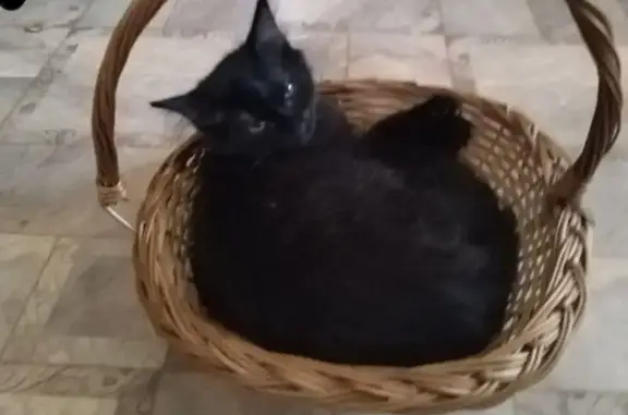 Кошки потеряшки, Псковская область, фото: Потеряшка кошка, Остров, Псковская обл.