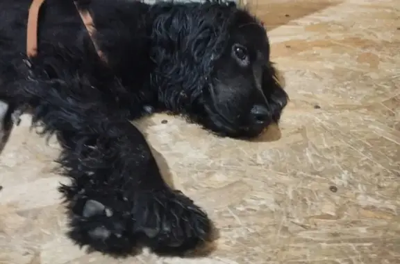 Спаниель найден на ул. Яблочкова, Грэсовский