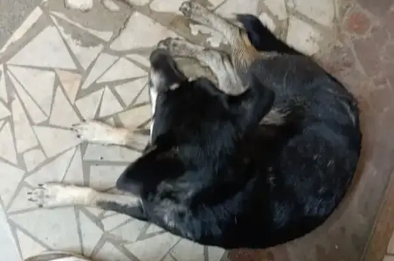 Найдена собака, Нижний Новгород, фото: Найдена собака на пр. Ленина, 72А, НН