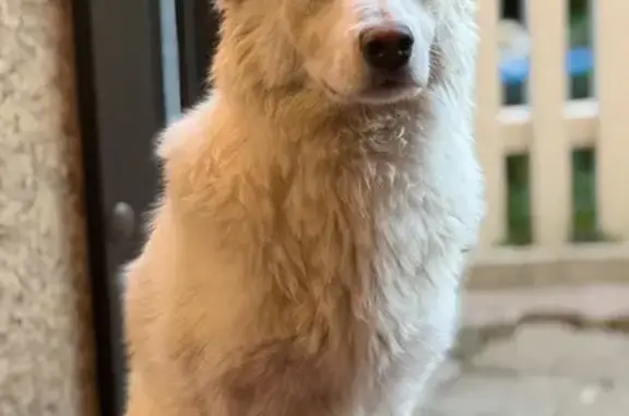 Пропала собака, Песчаная ул., Саратов