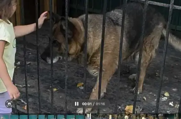 Собаки потеряшки, Казань, фото: Потеряшка овчарка, Аметьевская 55, Казань