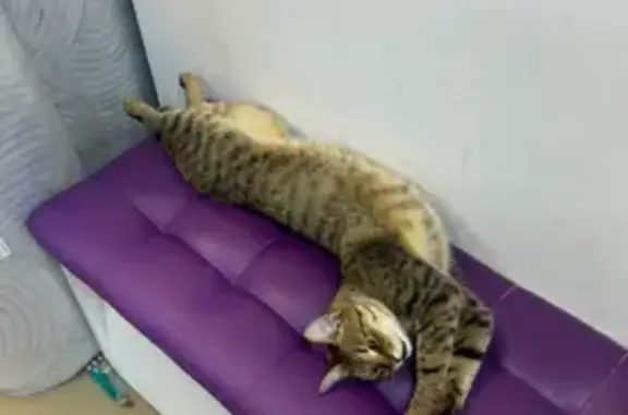 Кошка найдена на Амирхана, 103, Казань