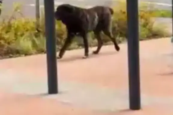 Собака найдена, Малая Очаковская 7, Москва