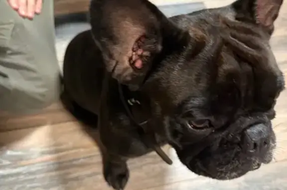 Найдена собака, Московская область, фото: Собака найдена в Домодедово, МО