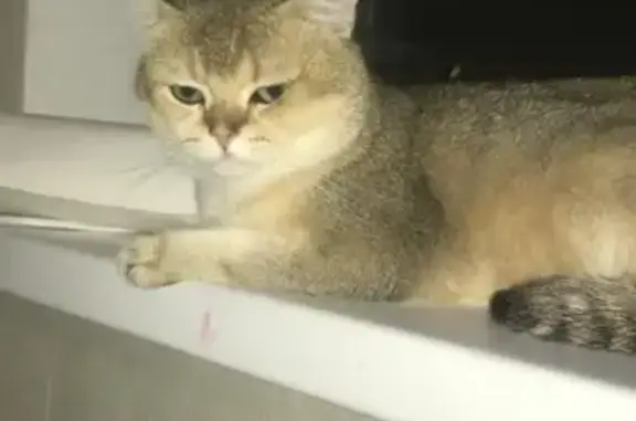 Пропала кошка, Ленинградская 29, Супсех