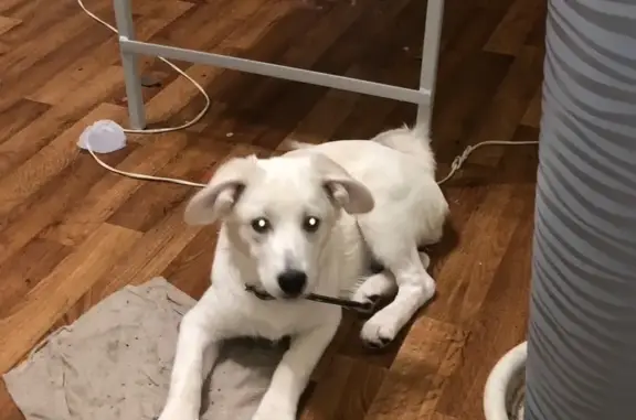 Пропала собака на Центральной, Новомихайловка