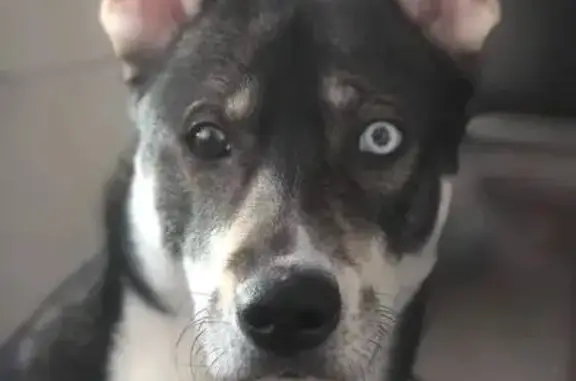 Собаки потеряшки, Петрозаводск, фото: Потеряшка собака, ул. Чкалова, Петрозаводск