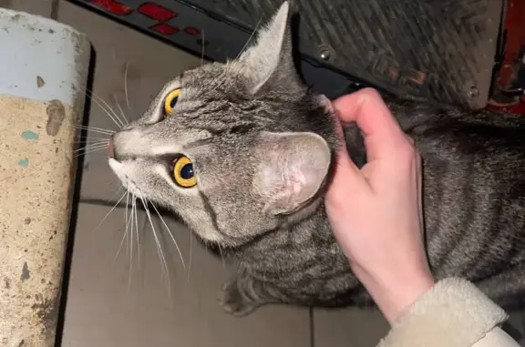 Найдена кошка, Реутов, фото: Кошка найдена: проспект Мира, 21, Реутов