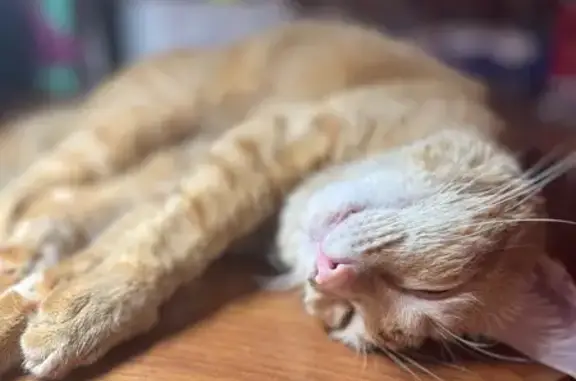 Пропала кошка, Ясная ул., Сятракасы