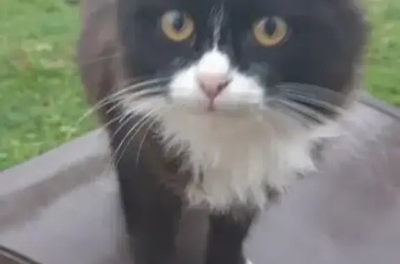 Кошка найдена: Овсянниково, Центр. ул.