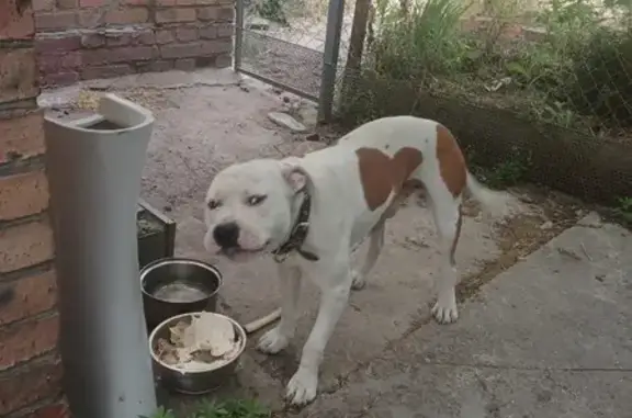 Пропала собака, ул. Калинина 22, Азов