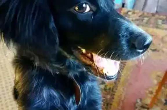 Пропала собака, ул. Болдырева 5, Томск