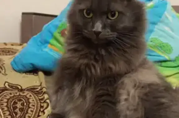 Пропала кошка, Ефимова 12, Миллерово