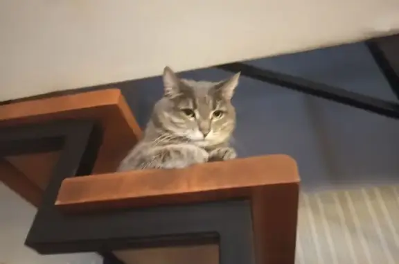 Кошки потеряшки, Йошкар-Ола, фото: Потеряшка кошка, Йывана Кырли, 10, Й-Ола