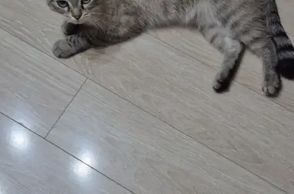 Пропала кошка, Степная 247, Новосибирск