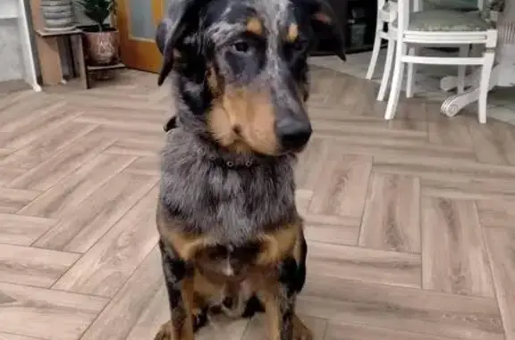 Пропала овчарка, Степанщино, Центр. 47