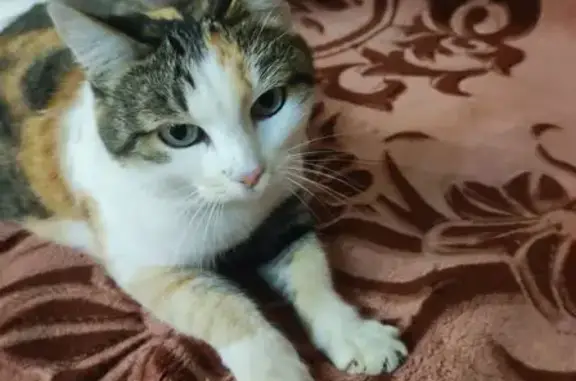 Найдена кошка, Астрахань, фото: Трехцветная кошка найдена на Алексеева, 32