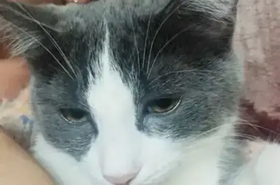 Кошки потеряшки, Ташкент, фото: Потеряшка кошка, Ташкент, 38