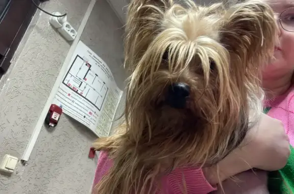 Собака найдена: ул. Беринга 7, Томск