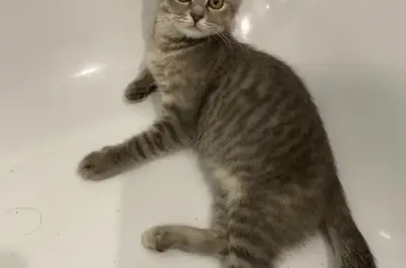 Кошки потеряшки, Саранск, фото: Потеряшка кошка, ул. Веселовского, Саранск