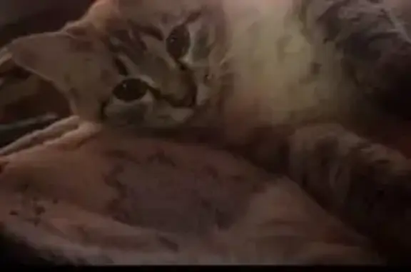 Пропала кошка, Тверская ул. 5, Казань