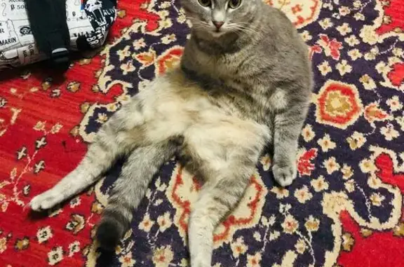 Пропала кошка, ул. Революции, 34А