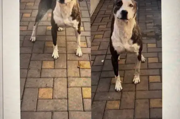 Собака найдена: Ростов-на-Дону