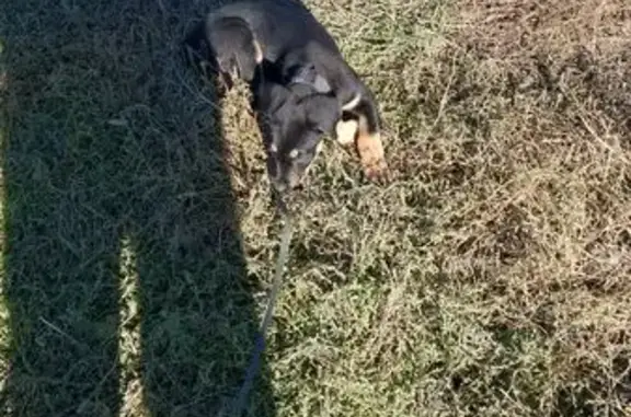 Собаки потеряшки, Краснодар, фото: Потеряшка собака, ул. 1 Мая, 580/2, Краснодар