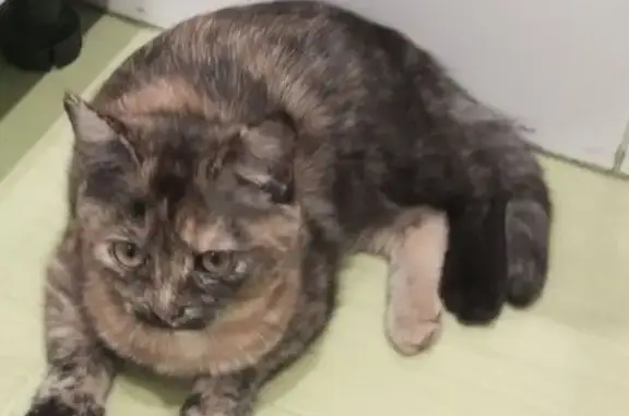 Пропала черепаховая кошка, Карла Маркса 24