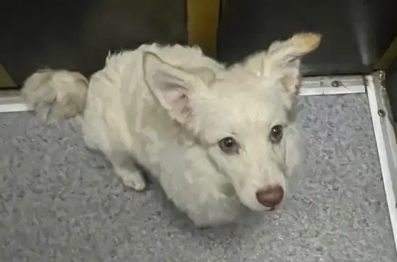 Найдена собака, Андреевская 2, Ставрополь