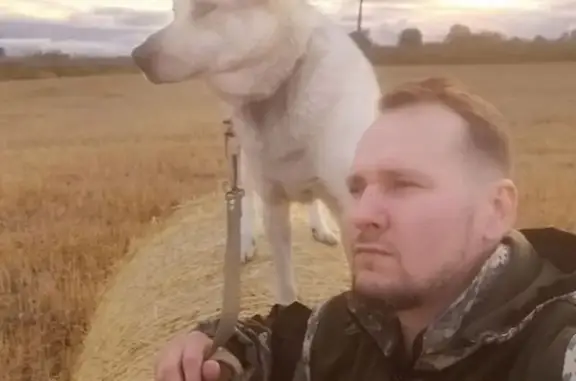 Собаки потеряшки, , фото: Потеряшка собака: Андреевское — Шихобалово