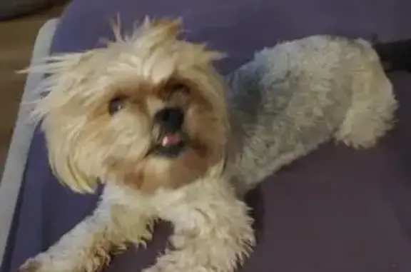 Пропала собака, Вакуленчука 53/11