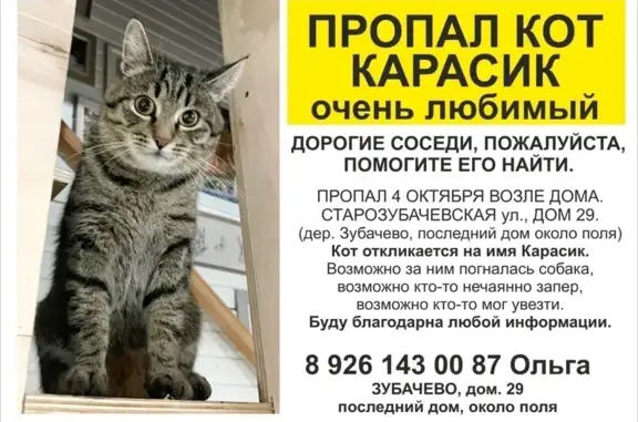 Кошки потеряшки, , фото: Потеряшка кошка, Сергиев Посад, МО